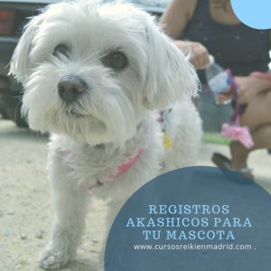 Registros Akashicos para mascotas